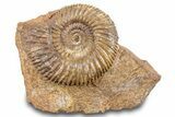 Jurassic Ammonite (Parkinsonia) Fossil - Sengenthal, Germany #279278-1